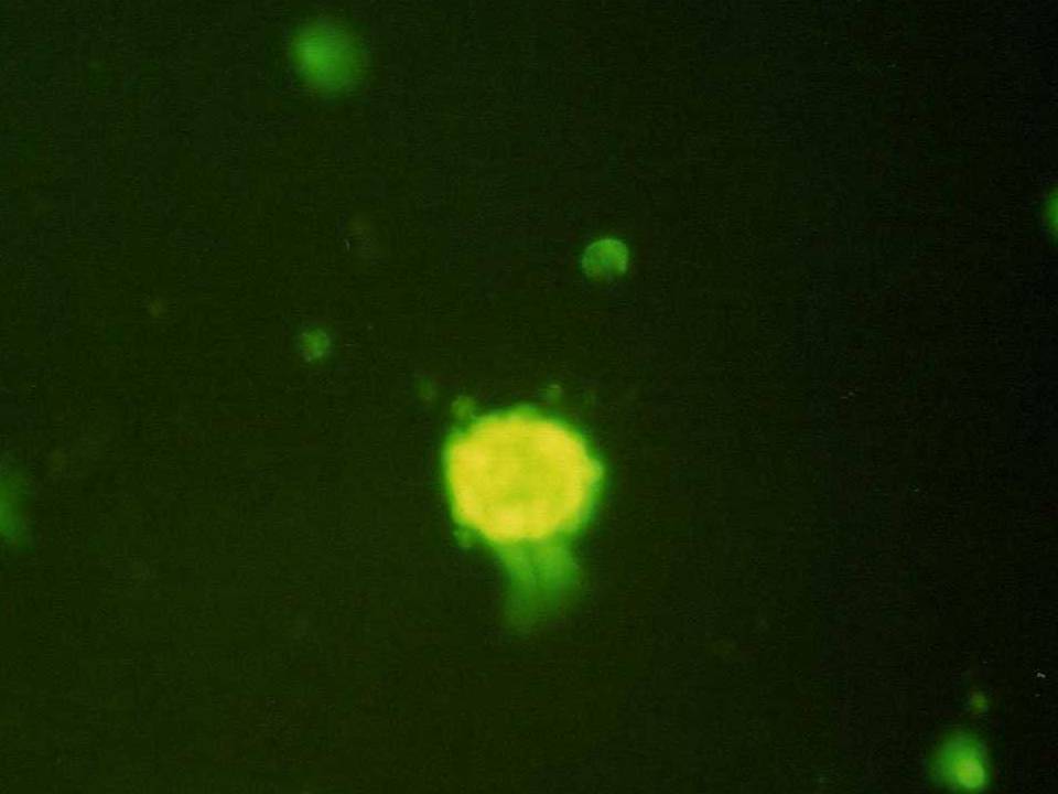 NEPA21 / Mouse TT2 ES Cells - Transfection Efficiency 55 per cent